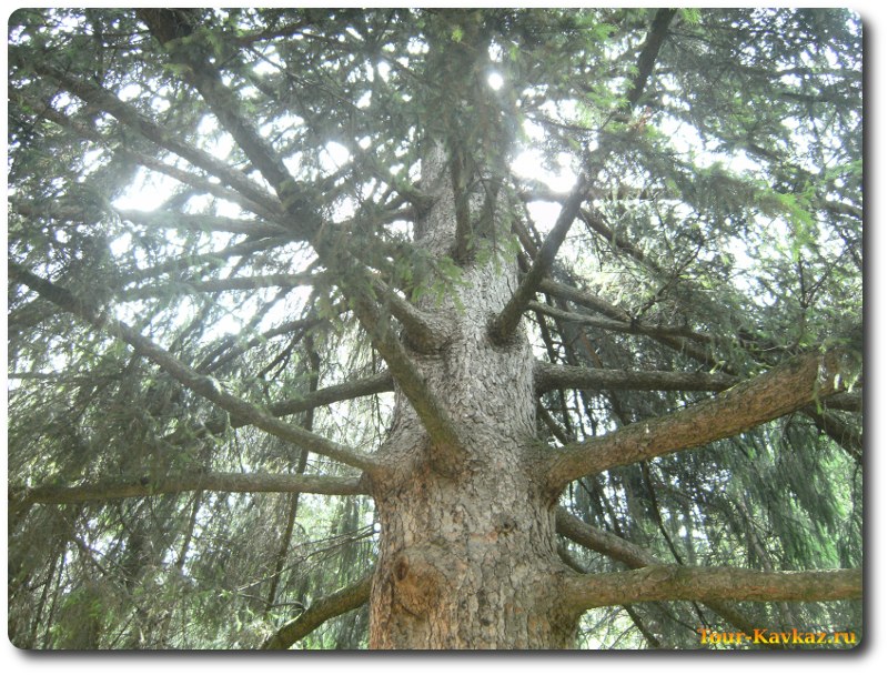 Дерево картас фото и описание где растет